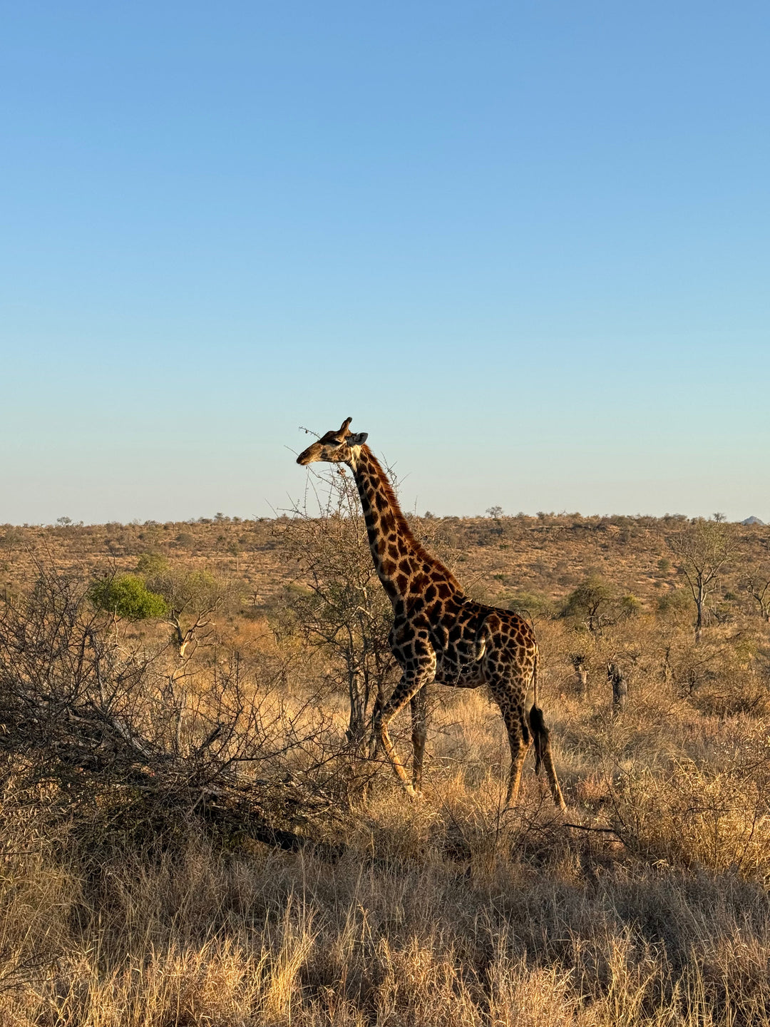 Gomawild in Pondoro Game lodge